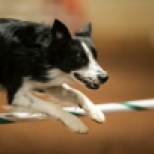 Border Collie Johnny B clearing a hurdle at the 2013 Cynosport World Games agility competition.