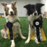 Chelsea Singer's Mr. Handsome Dakota earned a perfect weekend for himself & Mr. Crackhead earned his Fullhouse Championship at the March 2015 Oriole/Artful Dodgers CPE trial !