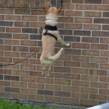Chi Chi searches both high and low for Birch odor at a K9 Nose Work trial