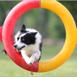 Border collie Sequel jumping through a tire at a USDAA agility trial. Photo credit to Wayne Ramsey.