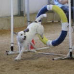 KC and Felicia Wynn getting their very first Q in CPE Agility at the Periland trial. Photo credit HereforDogs