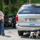 Smooth Fox Terrier Caijan and Betty Gardner begin a vehicle search at the Canine Copilots K9 Nose Work trial held in June at the Roland Park Country School. Photo credit to Canine Copilots LLC Photography (http://caninecopilots.smugmug.com/).