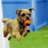 Donna Sapp's Border Terrier Fells returning from the flyball box and jumps at the tournament at which he earned his Flyball Master Championship (15k) title and his MB-FDCH-Silver. He was a lean mean jumping machine!