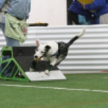 Phoenix, run by Patricia Parkent, demonstrates a 'swimmer's turn' off the flyball box with the ball successfully captured for the return over 4 jumps. Besides a racing harness, Phoenix is wearing safety wraps designed to protect stop pads from the sudden acceleration and deceleration performed during the relay race.