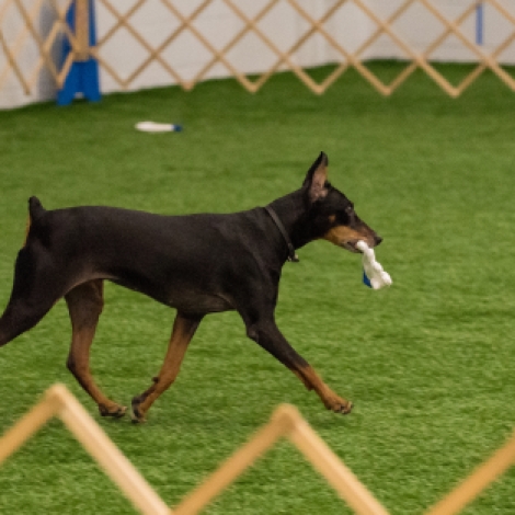 German Pinscher "Indy" correctly fetches the indicated glove from a line of identical gloves for her owner Debbie Kaminski. Indy went on to successfully complete all the remaining tasks to secure her Utility Dog (UD) title at the May 2015 Oriole AKC Obedience Trial. Photo credit to Carl Gernazio.