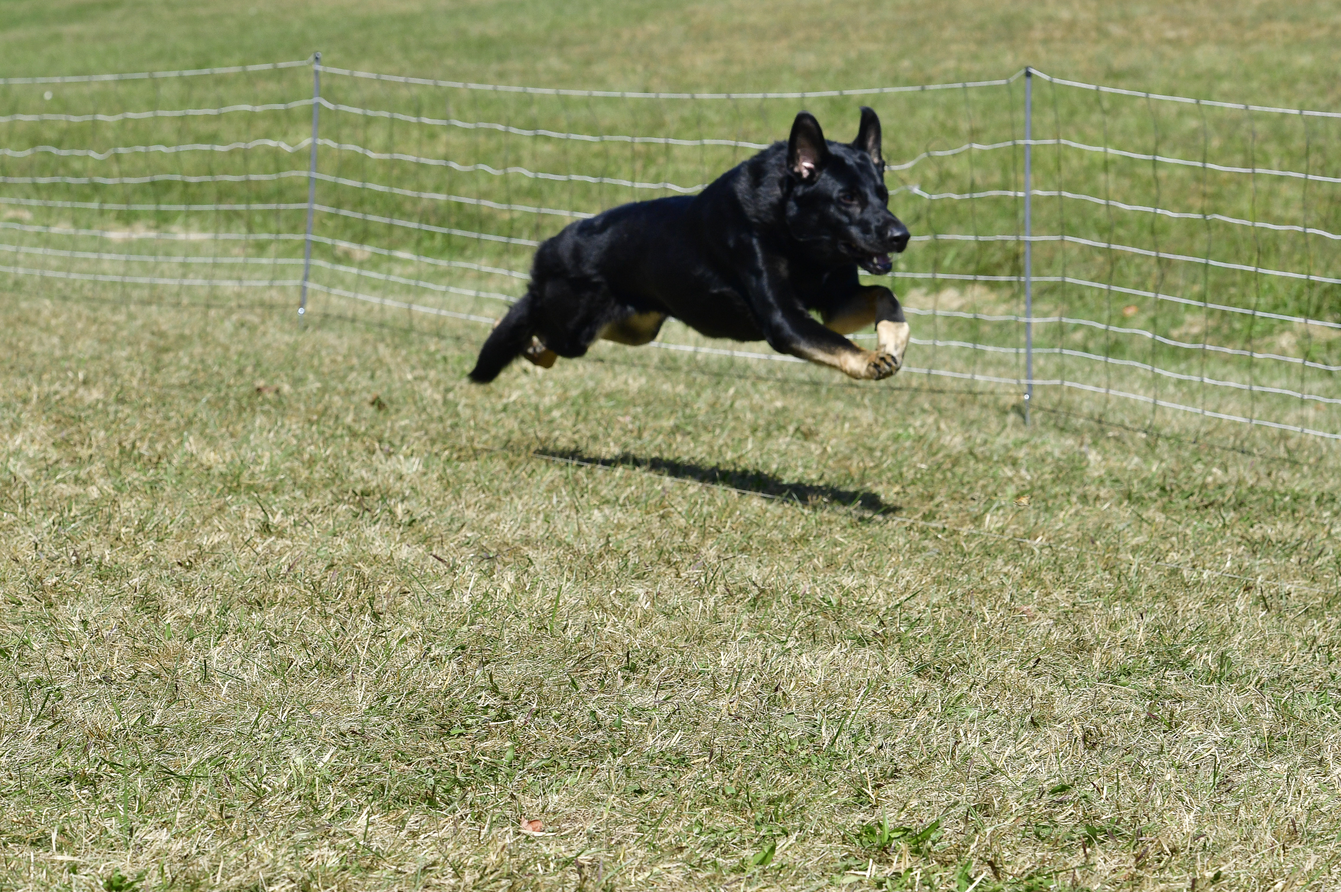 AKC Fast CAT Test Information Page | Oriole Dog Training Club4640 x 3088